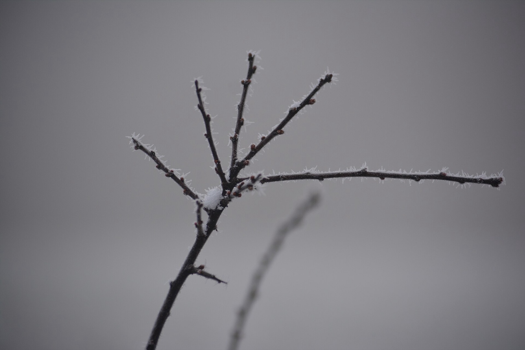 Raureif an einem Zweig im Wintermorgennebel